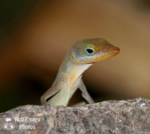 Lizard like creature in St.Lucia